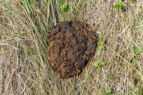 Canvas Print Photography on theme fresh cow dung lies on manure animal farm