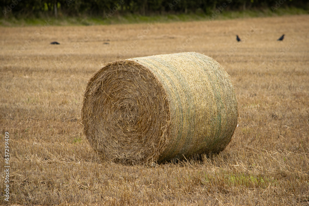 Wheat crop rolls in a countryside farm, Leeds, United kingdom Wheat crop rolls in a countryside farm, Leeds, United kingdom