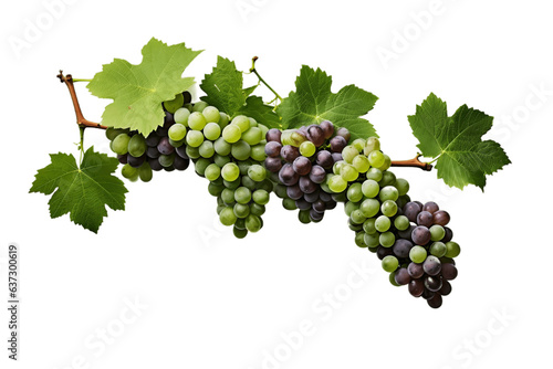Grapevines isolated on a white background, Generative Ai