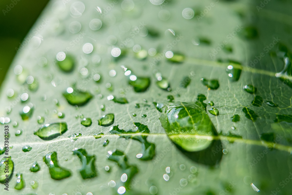 Macro closeup of Beautiful fresh green leaf with drop of water after the rain in morning sunlight nature background.