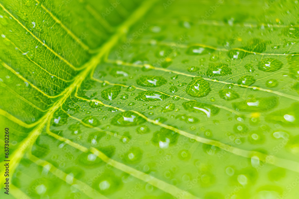 Macro closeup of Beautiful fresh green leaf with drop of water after the rain in morning sunlight nature background. Macro closeup of Beautiful fresh green leaf with drop of water after the rain in morning sunlight nature background.