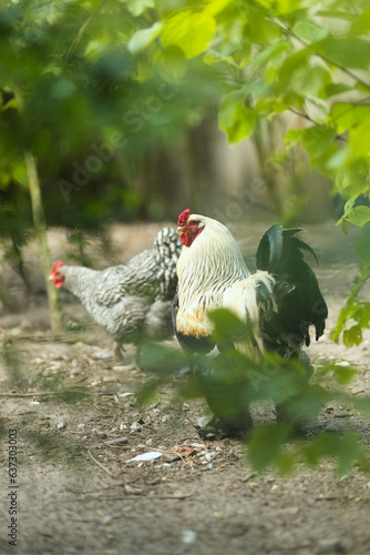 Vertical portrait of a rooster walking and foraging on a free range organic farm together with a hen. Free-range chickens walking in a country paddock with selective focus and copy space.