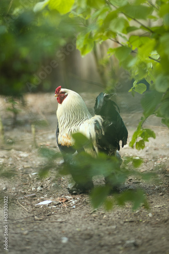 Vertical portrait of a big rooster walking and foraging on a free range organic farm. Free-range chickens walking in a country paddock on a sunny day, with selective focus and copy space