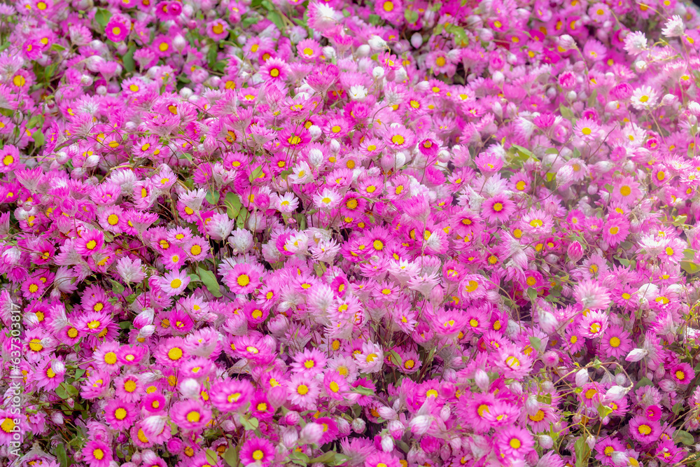 Obraz premium Selective focus of bunch or bouquet pink flowers (Rhodanthe) Sunray or pink paper daisy is a genus of Australian plants in the tribe Gnaphalieae within the family Asteraceae, Nature floral background.
