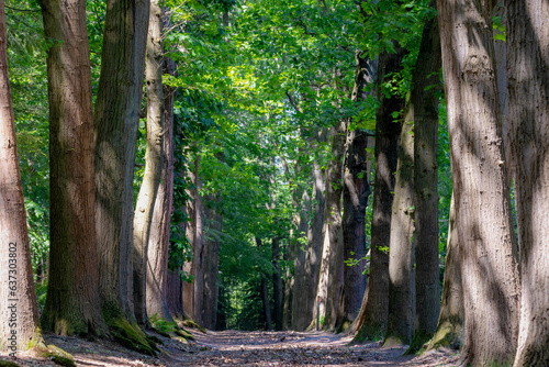 Gravel nature path through the trees along the side, The Pieterpad is a long distance walking route in the Netherlands, The trail runs from northern part of Groningen to end just south of Maastricht. photo