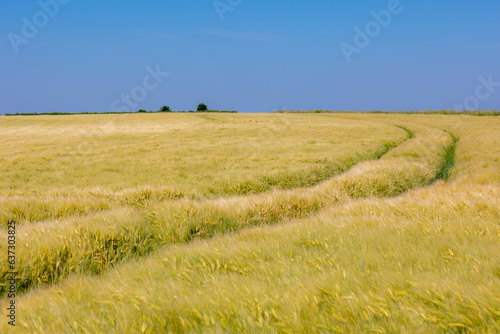Bild auf Leinwand Summer landscape, The terrain of hilly countryside in Zuid-Limburg, Farmland wit