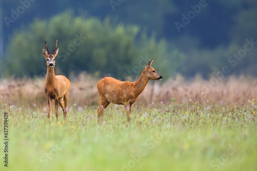 Roebuck and roe deer in a clearing