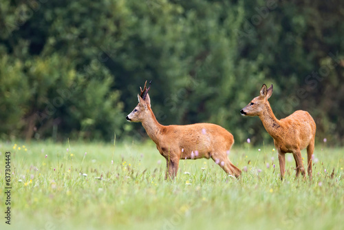 Roebuck and roe deer in a clearing