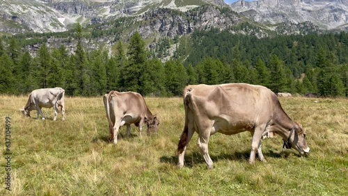 Mucche al pascolo nel Parco Naturale Alpe Veglia e Alpe Devero, Valle d'Ossola - Piemonte photo