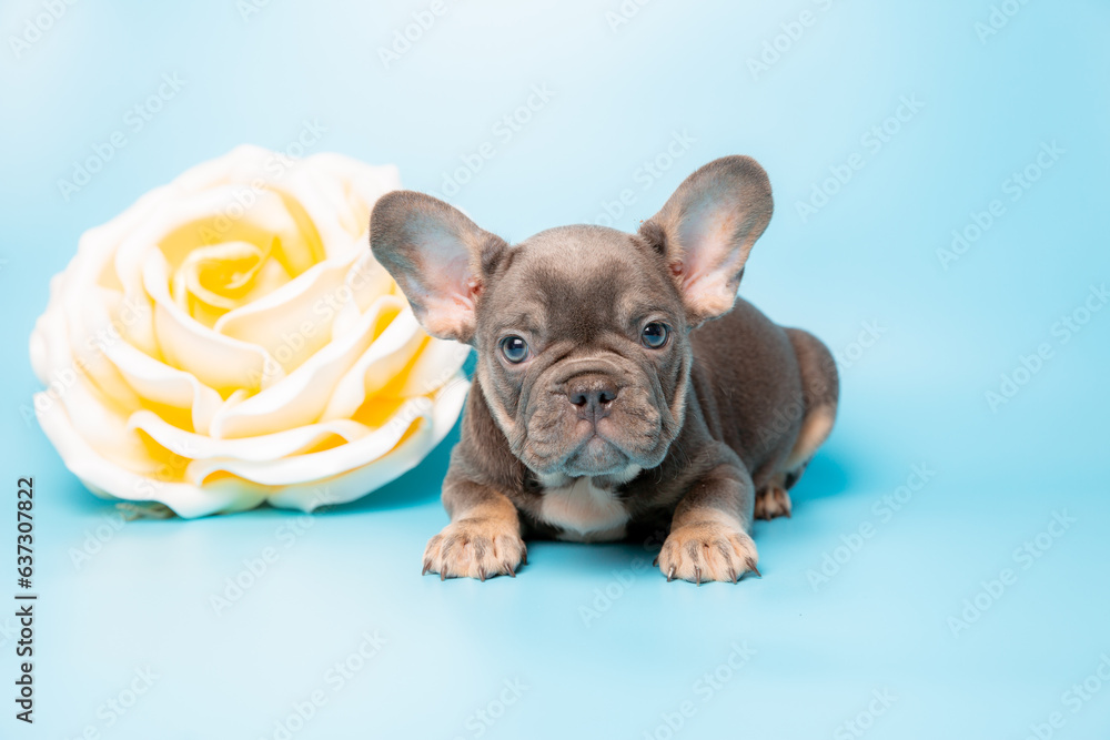 french bulldog puppy with flowers on a blue background, calendar