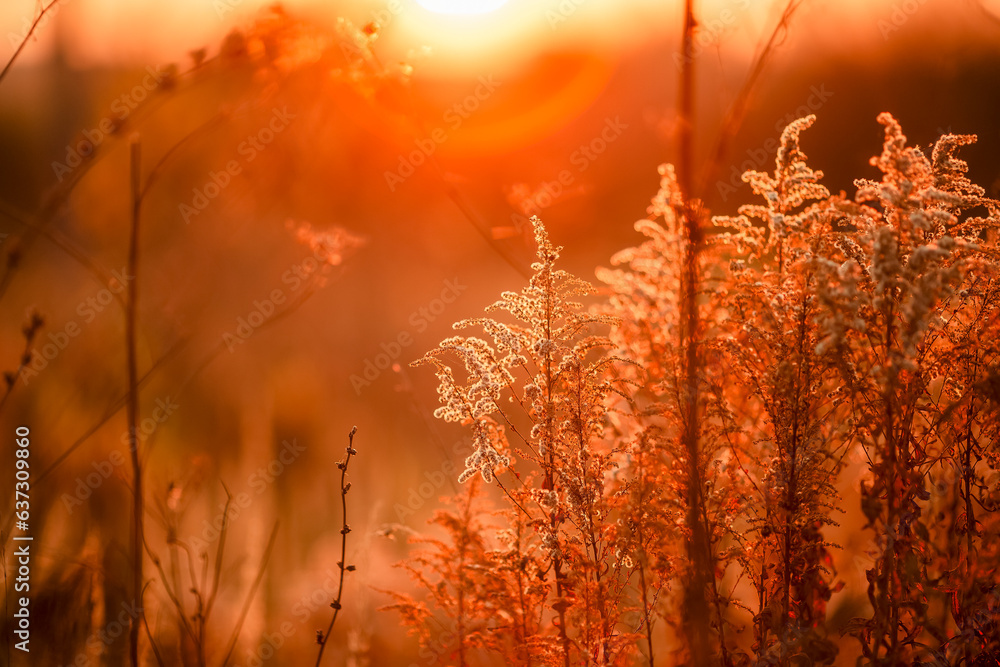 Obraz premium sunset in the field