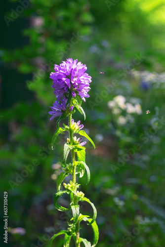 Blue blooming Campanula cervicaria, the bristly bellflower, close-up in the morning forest. A small fly flies to the delicate petals. Touching nature scene in the summer forest photo