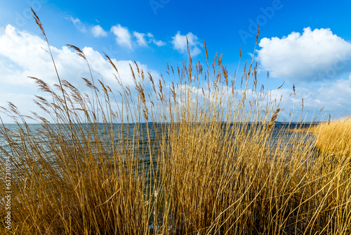 Fototapeta Naklejka Na Ścianę i Meble -  reed grass with blue sky  at the backwater sea in Usedom