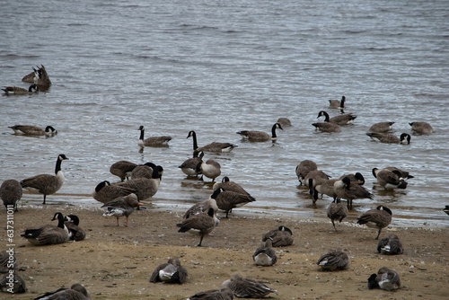Geese colony in Eccup reservoir AKA The Geese Beach, Leeds, United Kingdom