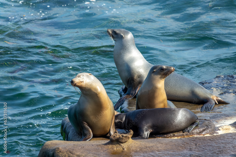 Obraz premium Portrait of sea lions in La Jolla cove, San Diego, California