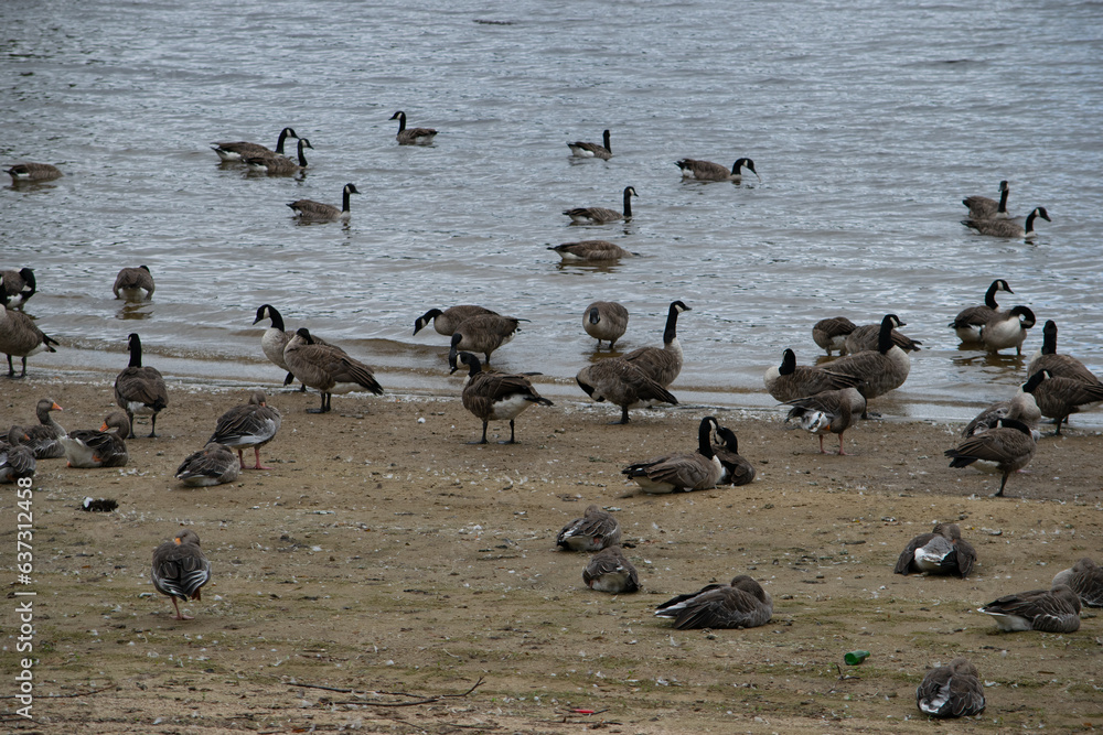 Geese colony in Eccup reservoir AKA The Geese Beach, Leeds, United Kingdom Geese colony in Eccup reservoir AKA The Geese Beach, Leeds, United Kingdom