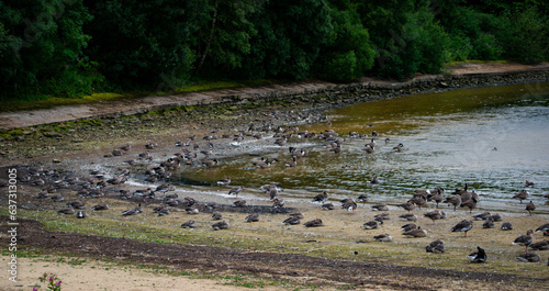 Geese colony in Eccup reservoir AKA The Geese Beach, Leeds, United Kingdom photo