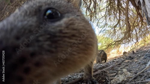 Curious Quokka is checking out the camera. Quokka licking on camera. A small kangaroo on the ground walking towards the camera. Funny and adorable quokkas on Rottnest Island, Western Australia. 