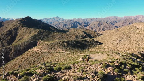 Tulipanes y paisajes en Catamarca, Argentina 
