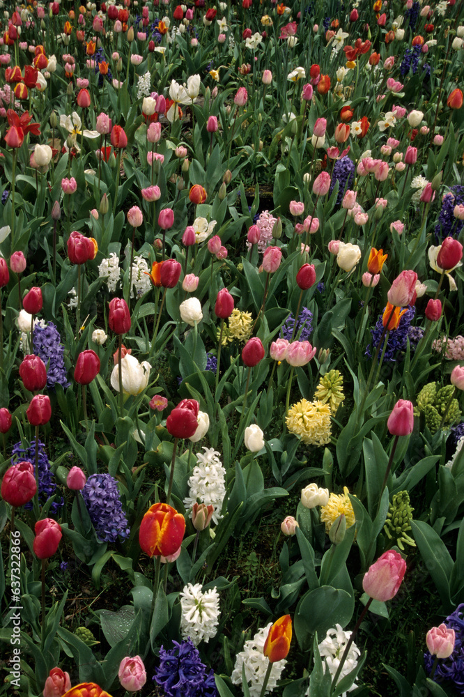 Fototapeta premium Tulipa, Tulipe, Hyacinthus x , Jacinthe