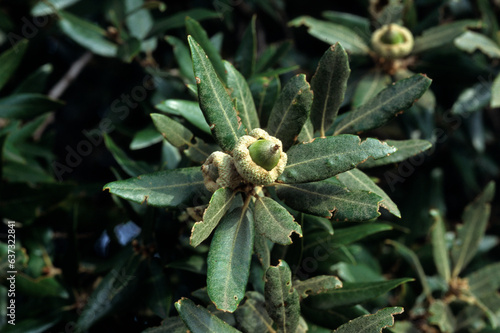 Quercus coccifera, Chêne kermes