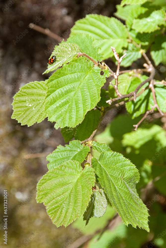 Alnus glutinosa, Aulne glutineux Alnus glutinosa, Aulne glutineux