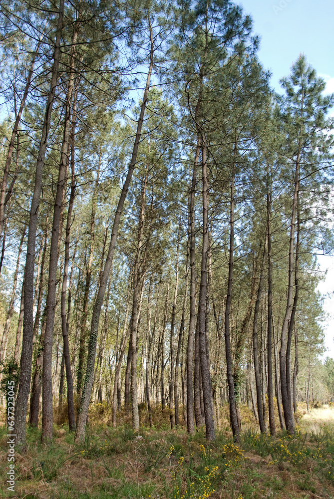 Fototapeta premium Pinus maritima, Pin maritime, Foret Landaise, 40, Lande, France