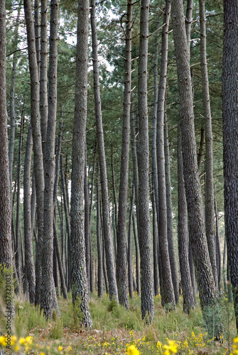 Fototapeta Naklejka Na Ścianę i Meble -  Pinus maritima, Pin maritime, Foret Landaise, 40, Lande, France