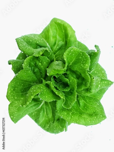 Rich fresh green lettuce after the rain