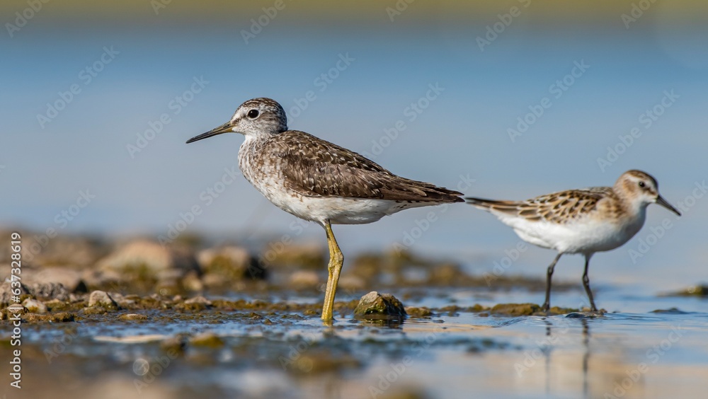 Wood Sandpiper (Tringa glareola) is a bird that feeds on invertebrates in wetlands. It lives in suitable habitats in Asia, Europe, Africa and the Americas. Wood Sandpiper (Tringa glareola) is a bird that feeds on invertebrates in wetlands. It lives in suitable habitats in Asia, Europe, Africa and the Americas.