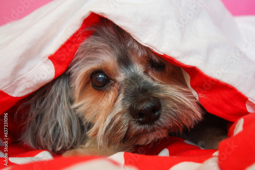 close-up photo of a dog