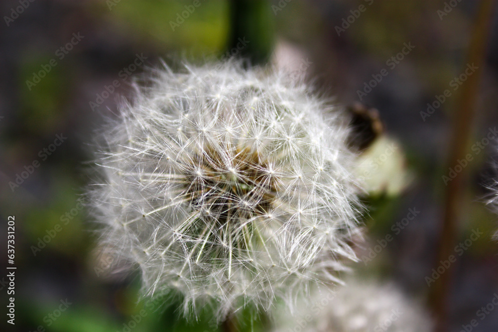 Obraz premium close-up photo of the flower