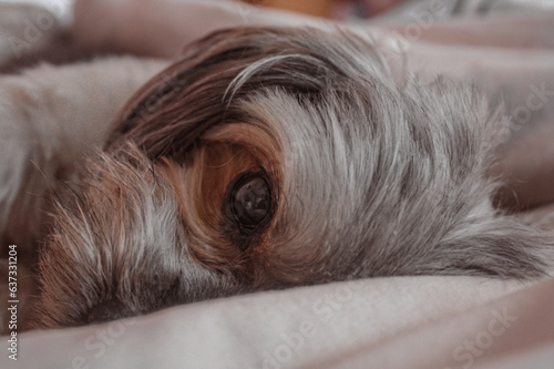 close-up photo of a dog, Havanese