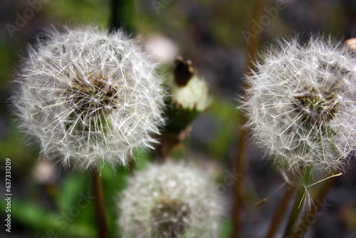 close-up photo of the flower