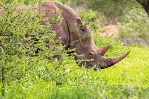 Nashorn im Dickicht photo