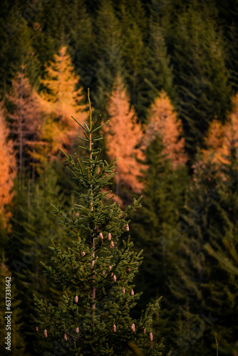 Small larch forest on the mountainside. Genus of conifers from the Pinaceae family in the fall season