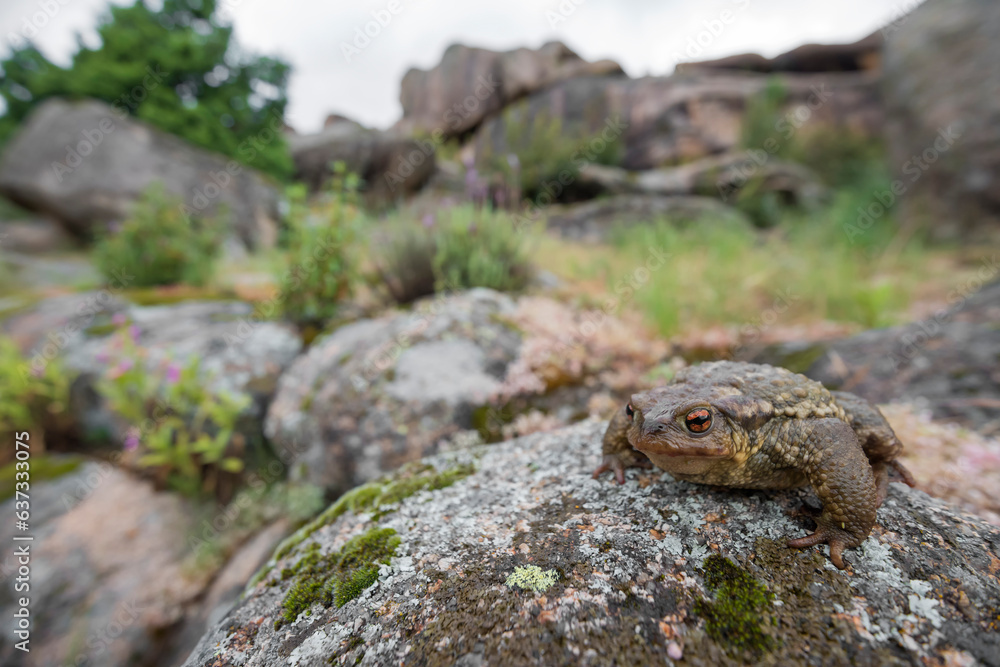 Common toad (Bufo bufo) in the wild Common toad (Bufo bufo) in the wild
