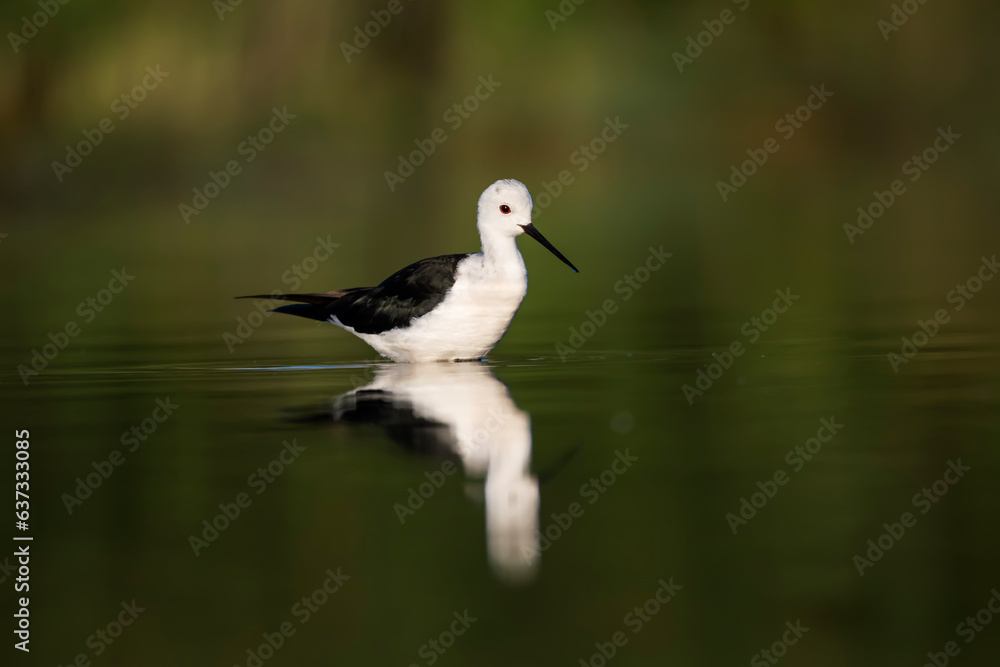 Black-winged stilt (Himantopus himantopus) in the wild Black-winged stilt (Himantopus himantopus) in the wild