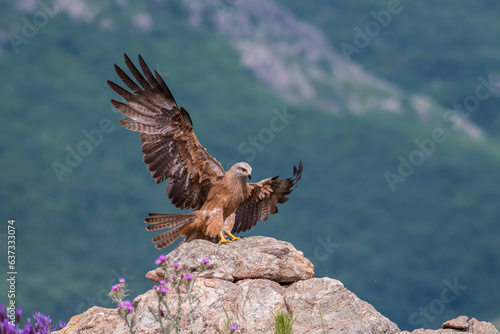 Red kite (Milvus milvus) in the wild