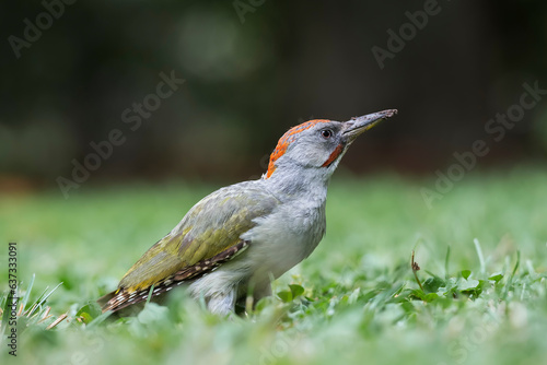 European green woodpecker (Picus viridis) © Daniel Jara