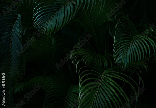 Tropical greenery botanical background. Macro surface of palm leaf with striped rippled pattern.Emerald green color. Selectiv focus © Gita