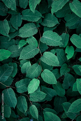 green japanese knotweed plant leaves in springtime, green background