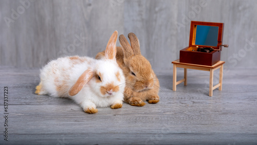 Cute adorable two white and brown rabbits sitting together on grey wooden background listening music from turnable box