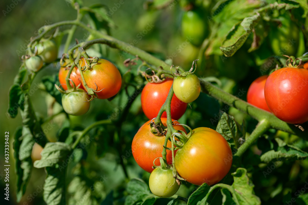 Red and green tomatoes in a greenhouse plantation