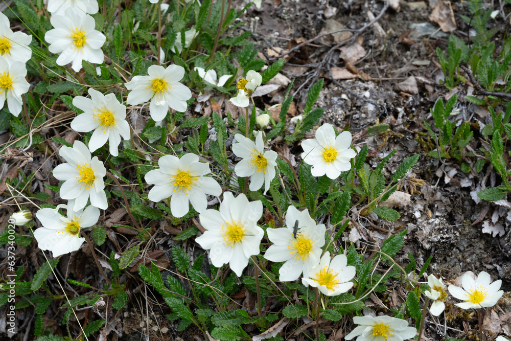 white spring flowers, Mountain Avens (Dryas Octopetala)