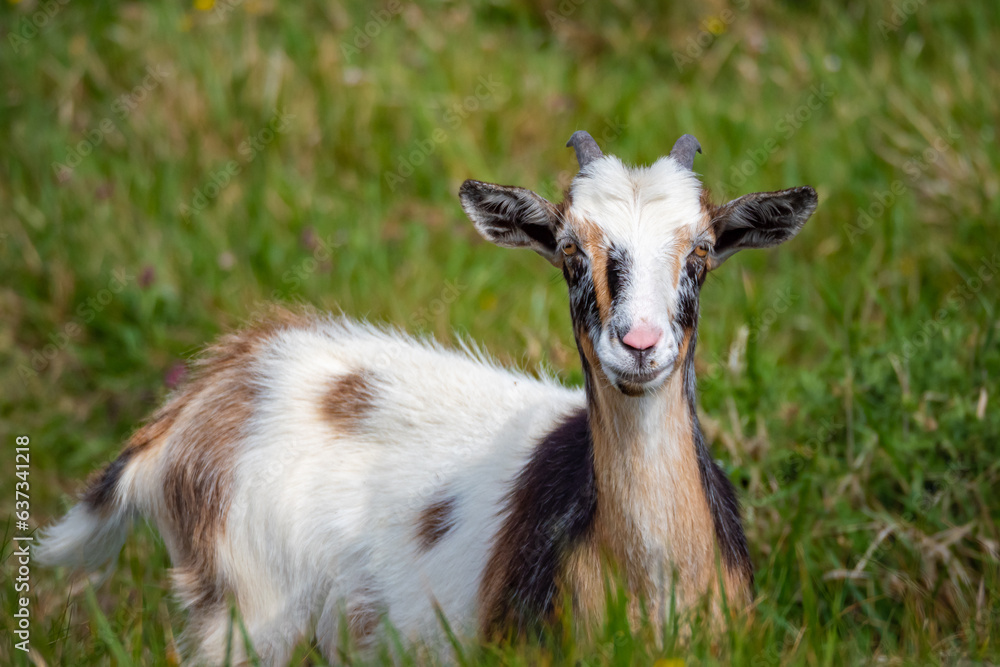 Naklejka premium Cute newborn baby mountain goat goat during springtime in the mountains
