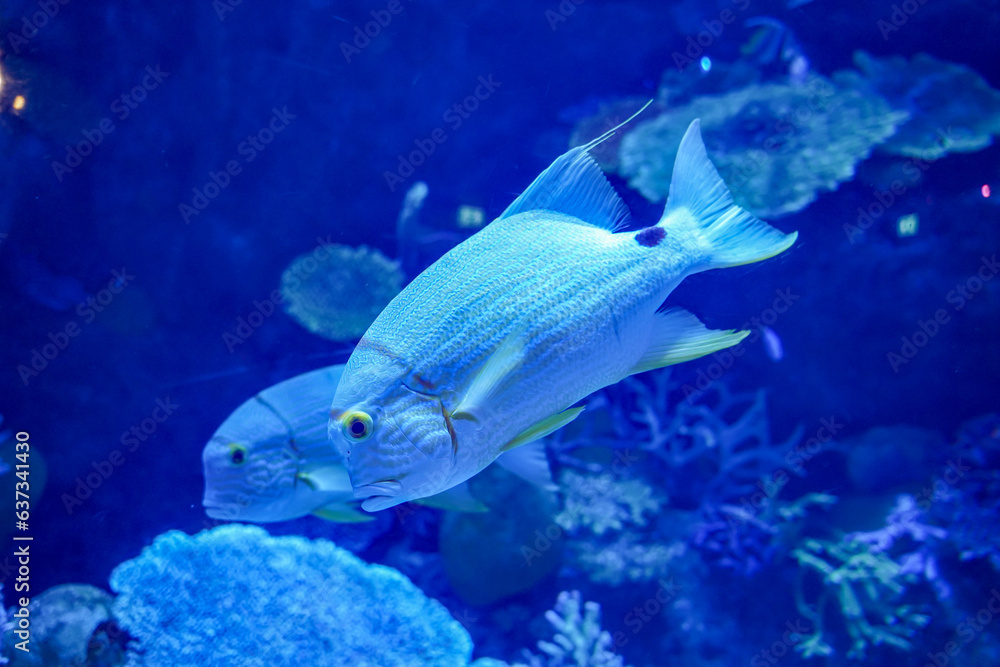 Fototapeta premium Sailfin snapper (Symphorichthys spilurus) beautiful large predator fish in marine aquarium