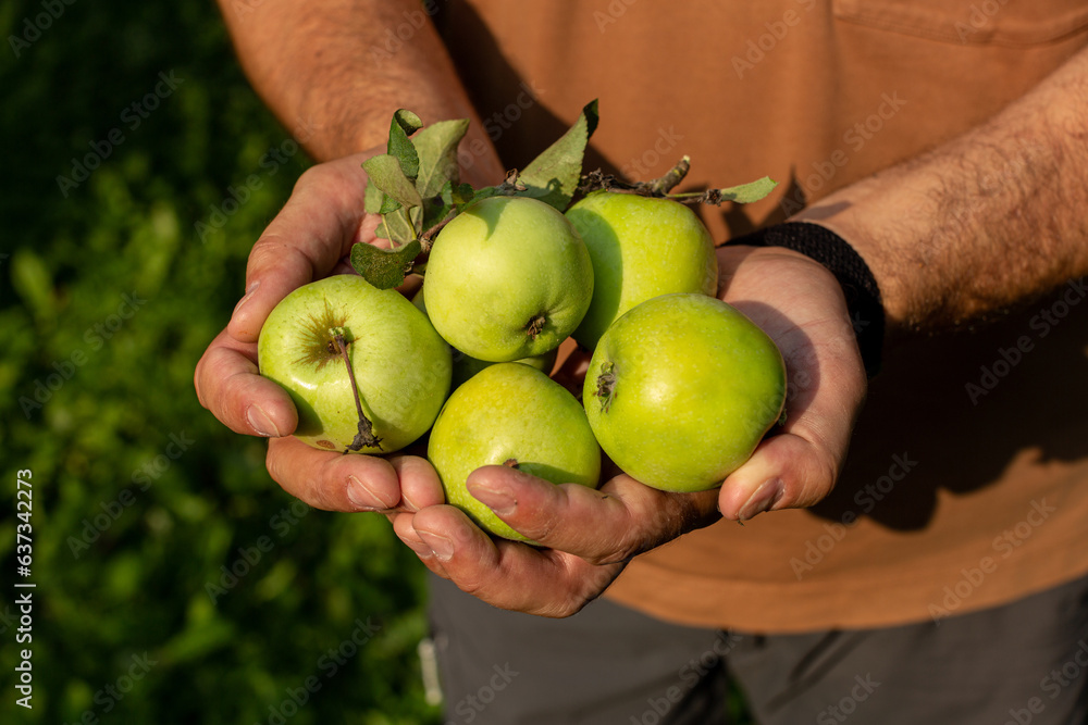 Mature green apples in the hands of a man, harvesting Mature green apples in the hands of a man, harvesting