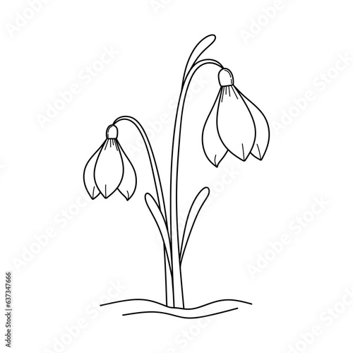 Hand drawing snowdrop Flower isolated on white background. Sketch of snowdrops. Vector contour drawing snowdrops flowers. Line art illustration for decoration, engraving and tattoo. Vector