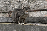 Feral cat , stray cat // Freigänger Hauskatze (Felis catus)